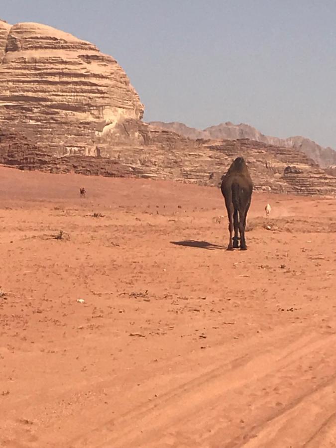 Bedouin House Camp Hotel Вади Рум Екстериор снимка